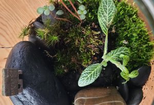 Mousses, roches et cocottes Gaspésiennes, petites plantes