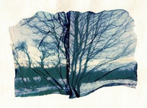 Émulsion levée sur papier de coton, 2025.