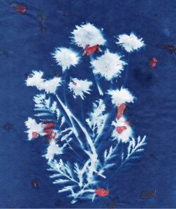 Cyanotype sur papier de riz avec pelures d'oignons, 2024