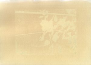 Anthotype de rhubarbe, 2025.